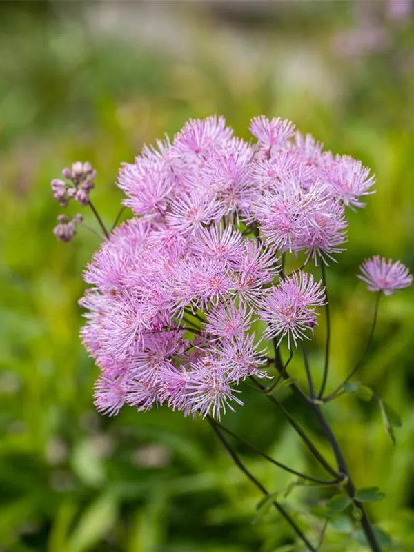 Hohe Wiesenraute 'Elin'