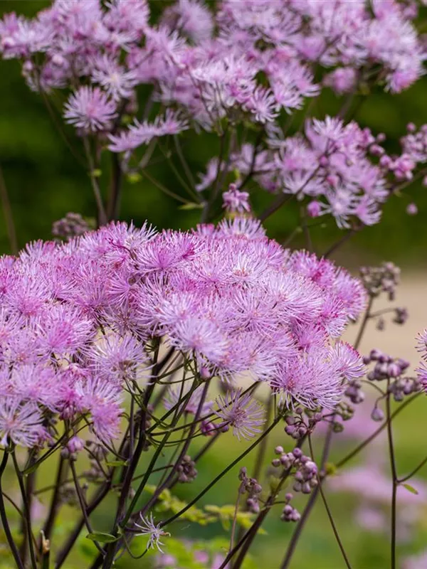 Akeleiblättrige Wiesenraute 'Black Stockings'