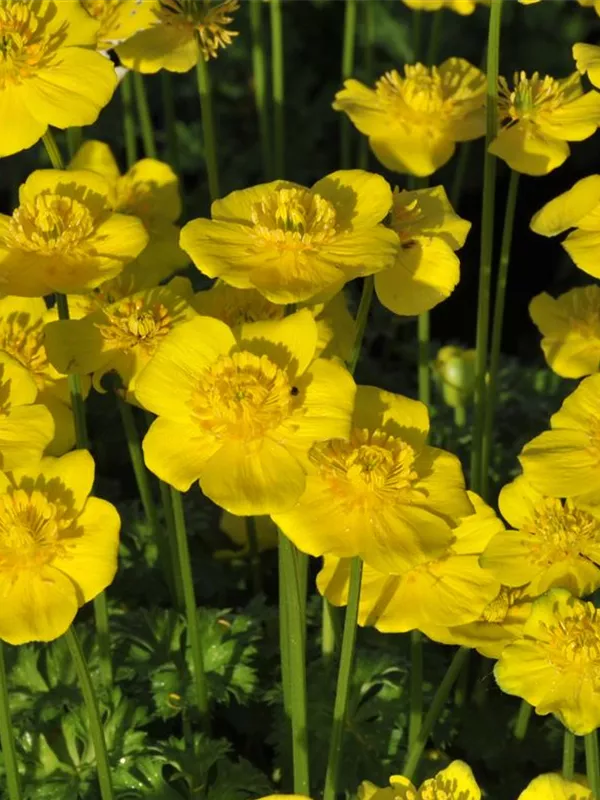 Zwergige Himalaya-Trollblume