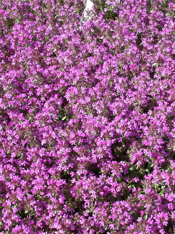 Sand-Thymian 'Creeping Red'