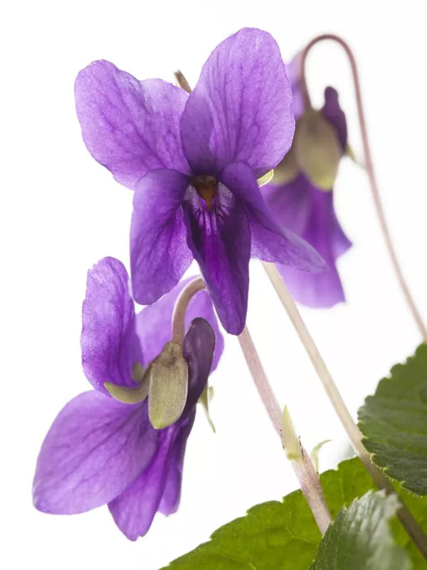 Duftveilchen 'Königin Charlotte'