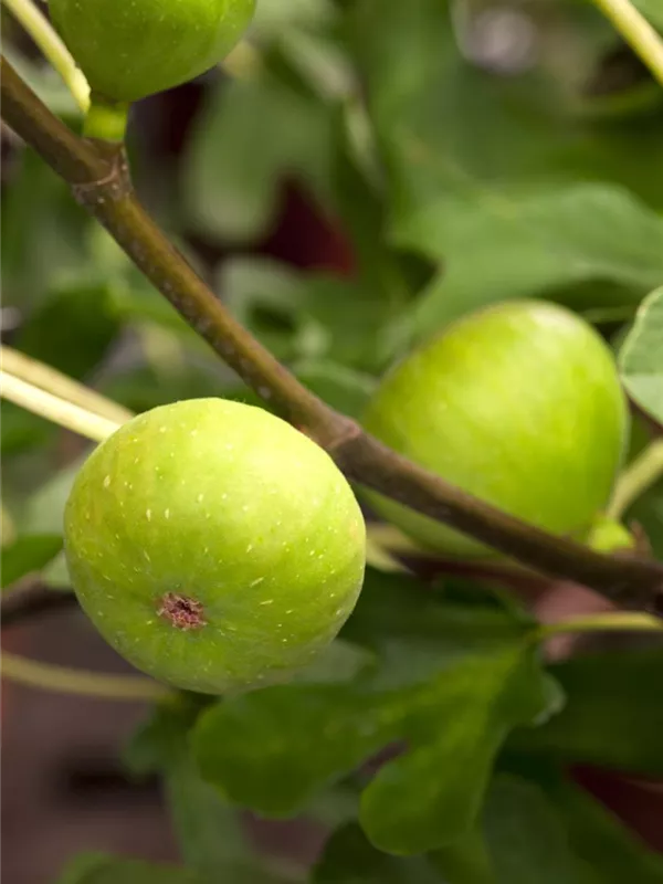 Feige 'Brown Turkey'