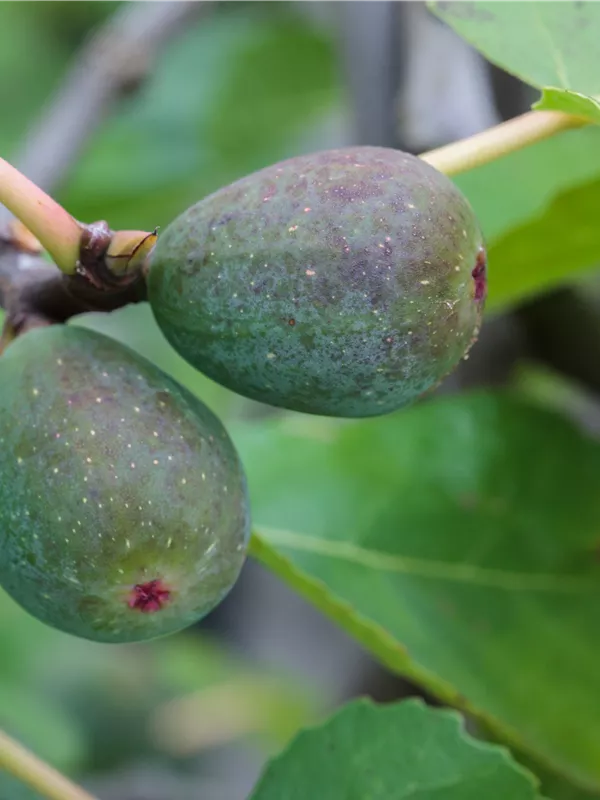 Feigenbaum 'Firoma'®