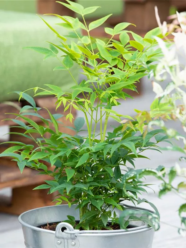 Heiliger Bambus 'Magical® Lemon-Lime'