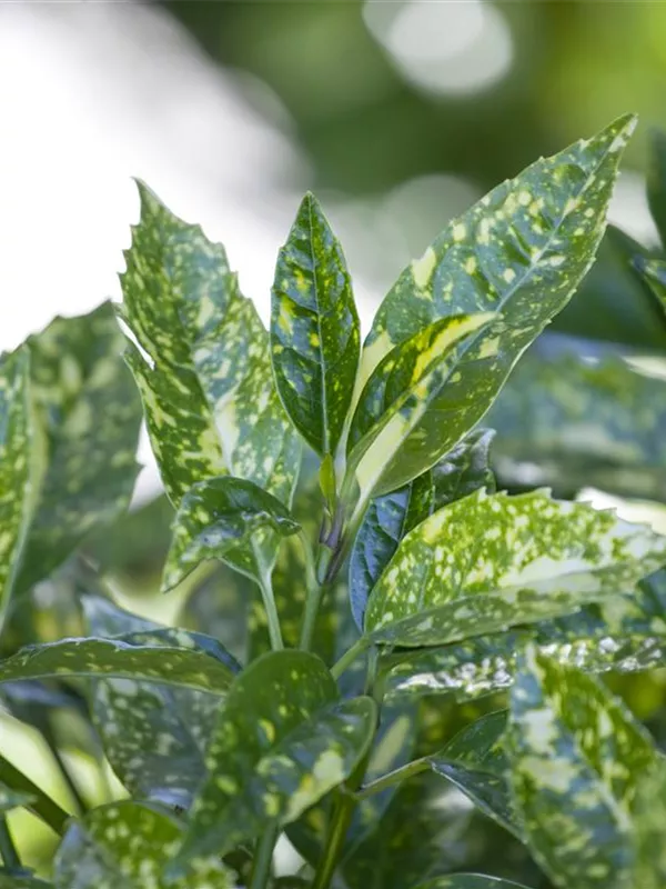 Japanische Aucube 'Crotonifolia'