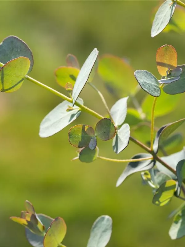 Echter Eukalyptus