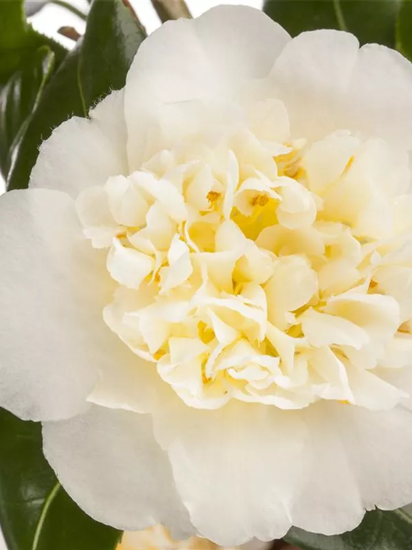 Kamelie 'Brushfield Yellow'