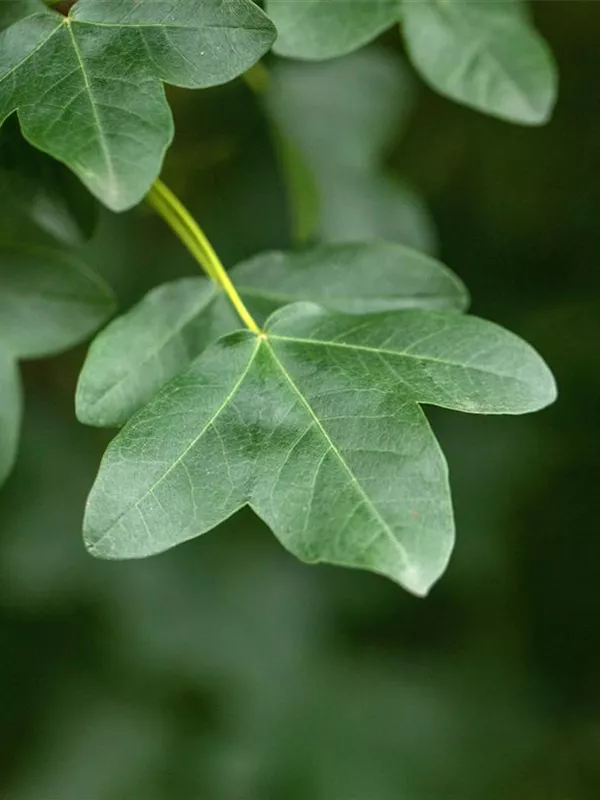 Französischer Ahorn