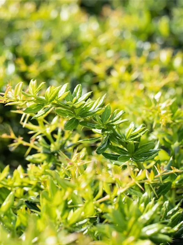 Immergrüne Kissenberberitze 'Jytte'