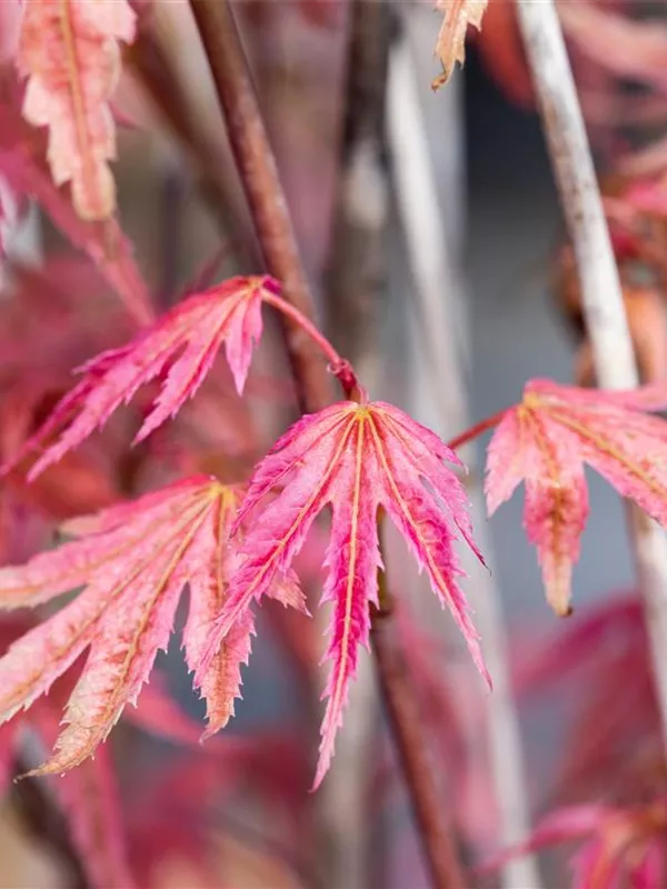Fächerahorn 'Phoenix'
