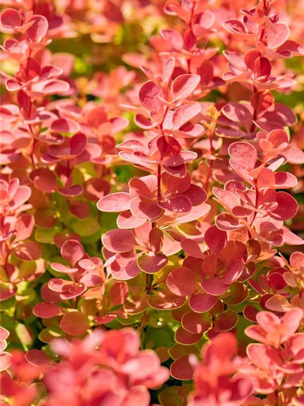 Berberitze 'Orange Sunrise'