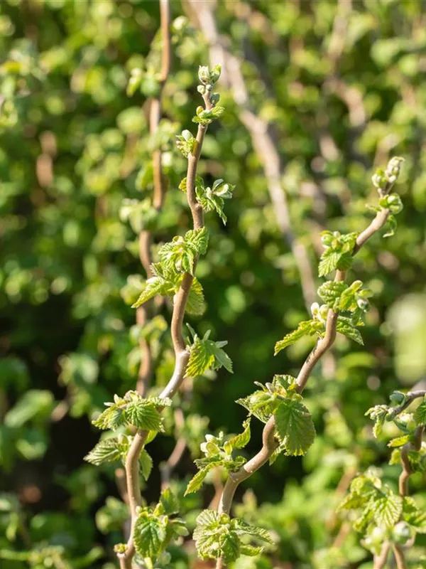 Zwerg-Korkenzieherhasel