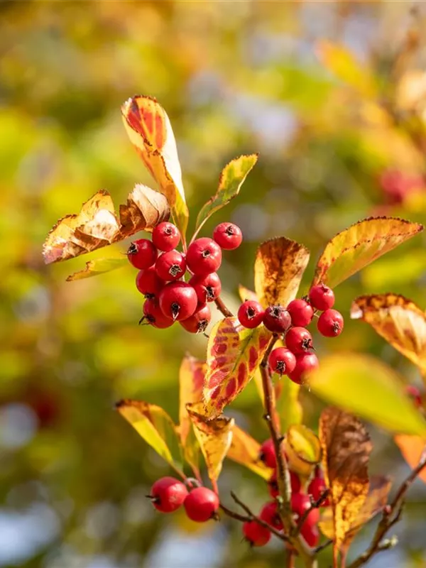 Pflaumenblättrige Weißdorn
