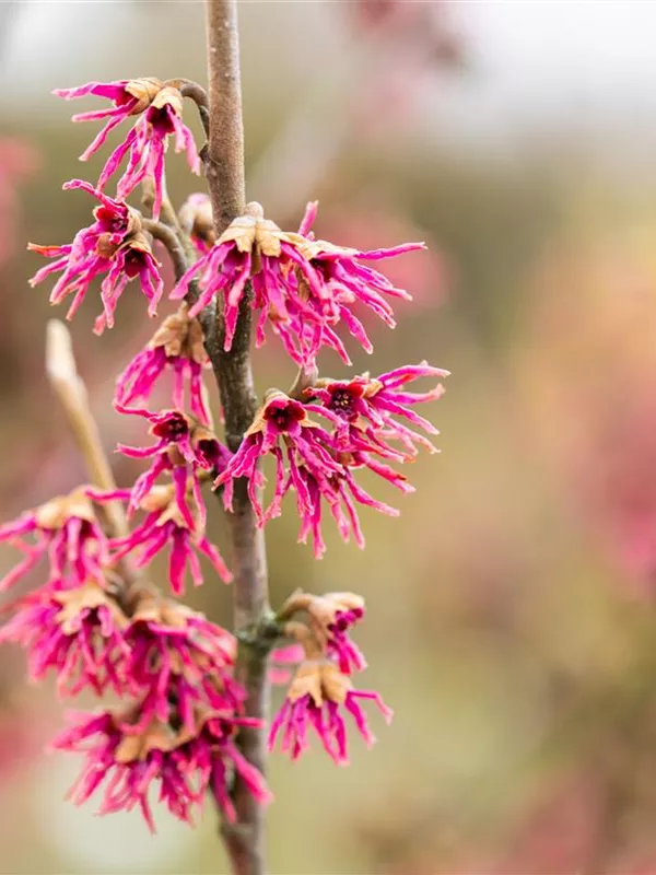Zaubernuss 'Amethyst'