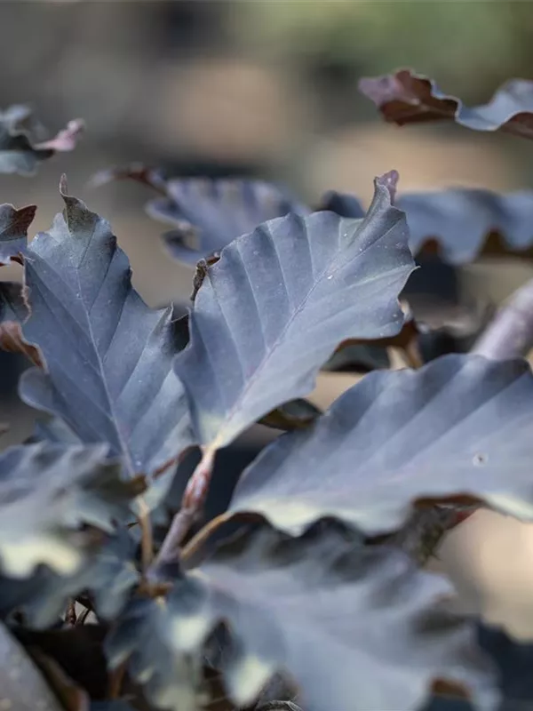 Rotbuche 'Rohan Weeping'
