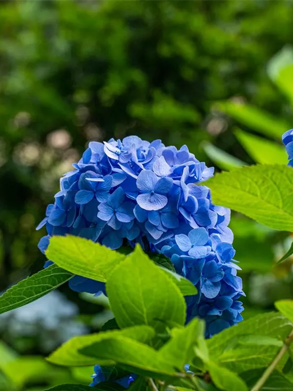 Bauernhortensie 'Belle Seduction'