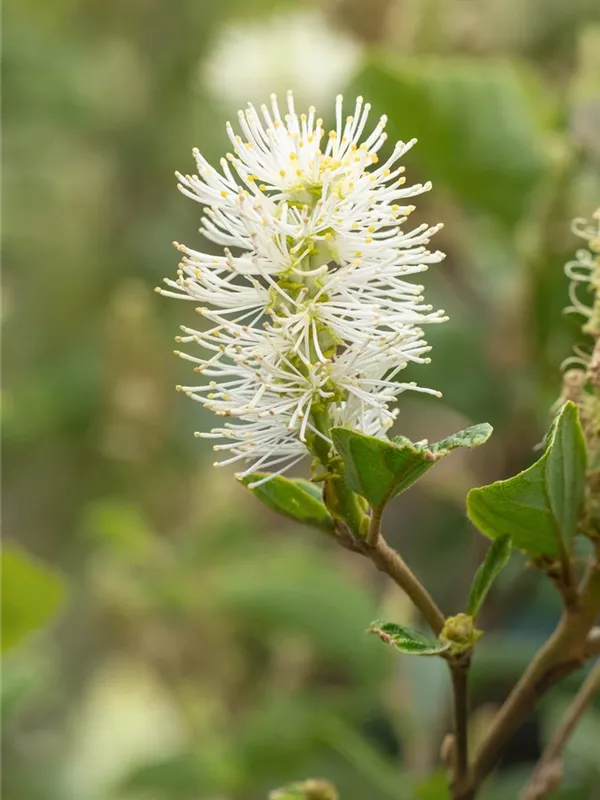 Zwerg-Federbuschstrauch