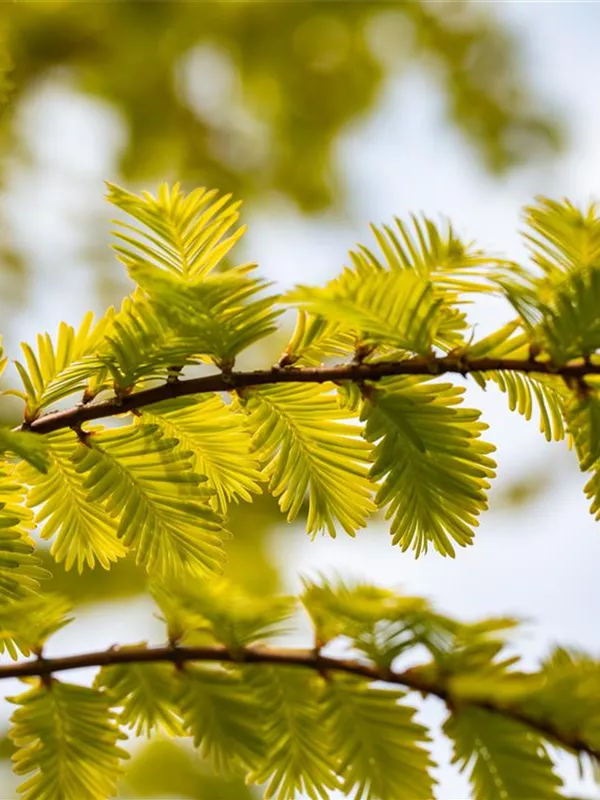 Chinesisches Rotholz 'Gold Rush'