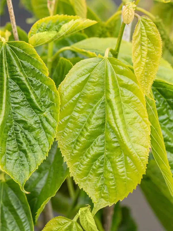 Maulbeere 'Giant Fruit'