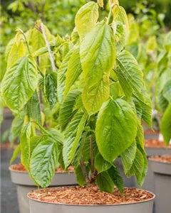 Maulbeere 'Giant Fruit'