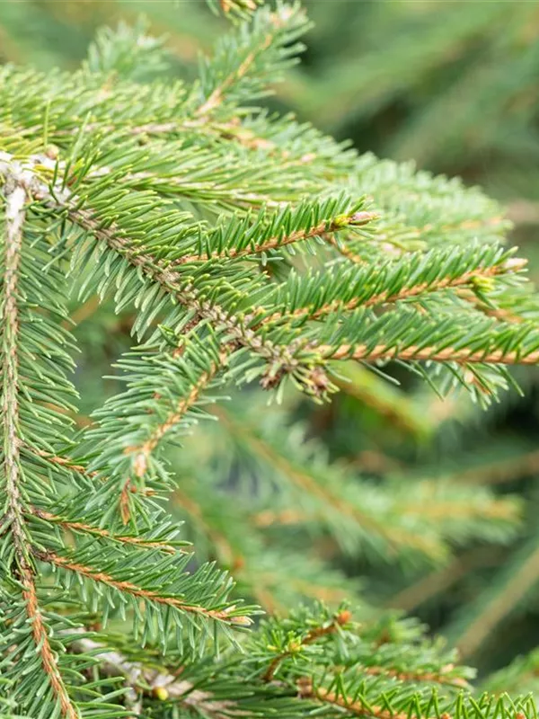 Kriechfichte 'Formanek'