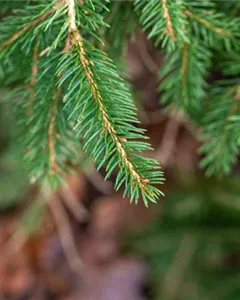 Kriechfichte 'Formanek'