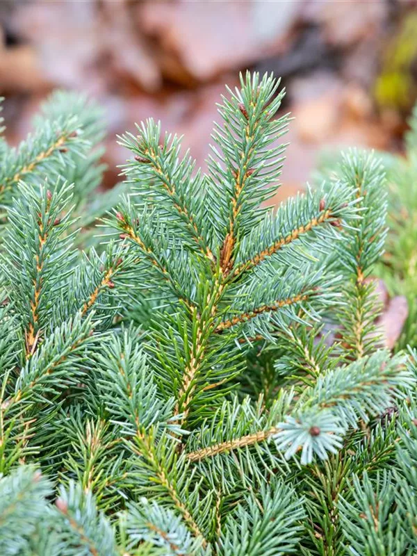 Serbische Schwarzfichte