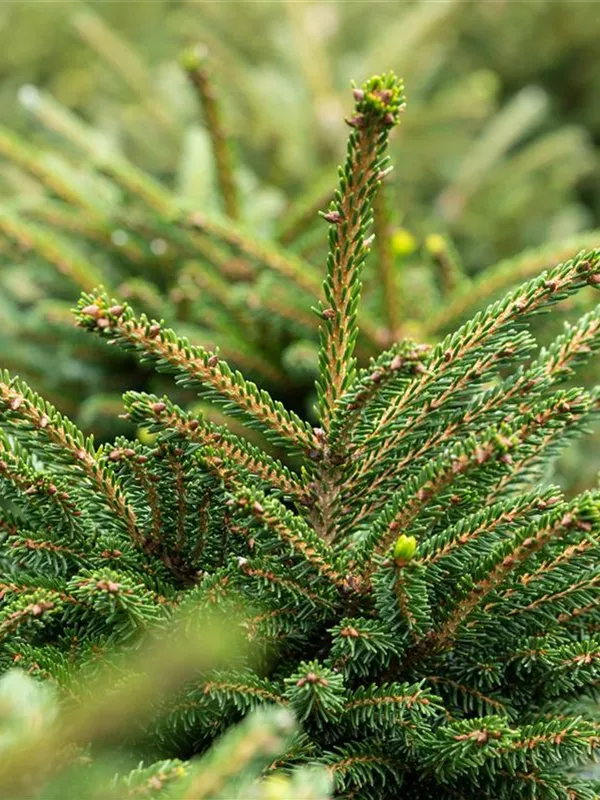 Orientalische Fichte 'Shadows Broom'