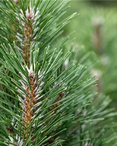 Schwarzkiefer 'Komet'