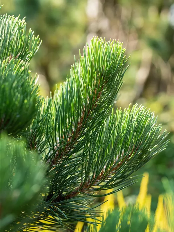 Schwarzkiefer 'Oregon Green'