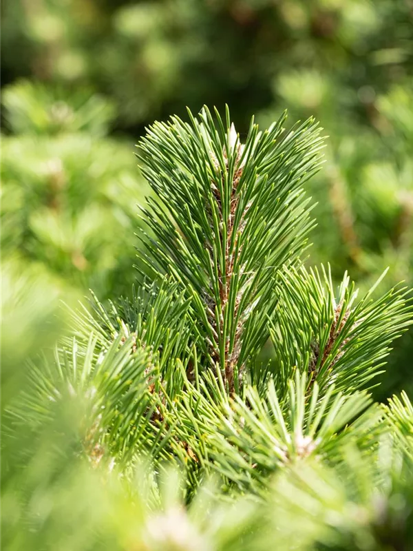 Japanische Schwarzkiefer 'Sayonara'