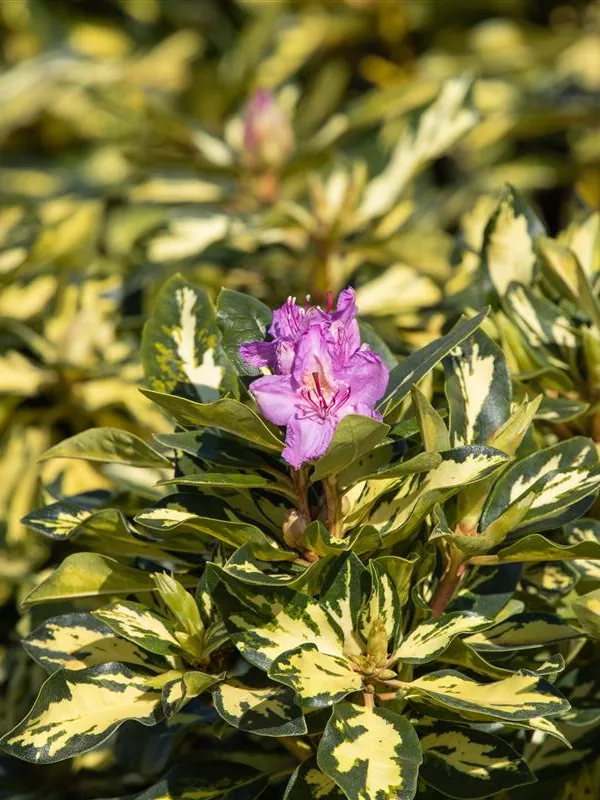 Rhododendron-Hybride 'Blattgold'