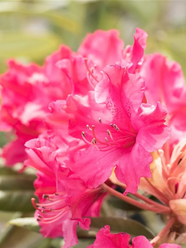 Smirnows Rhododendron 'Weinlese'