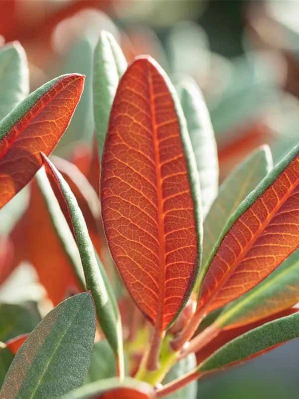 Rhododendron 'Wine & Roses'®