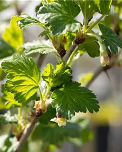 Stachelbeere 'Redeva'