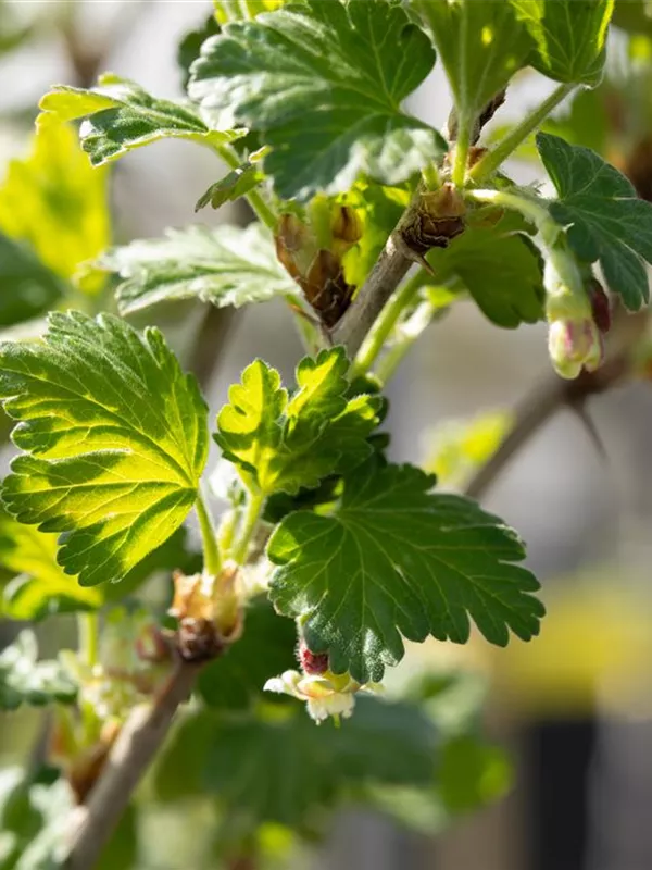 Stachelbeere 'Redeva'