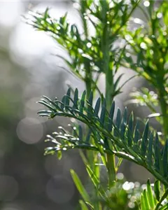 Säulen-Eibe 'Litfaß'