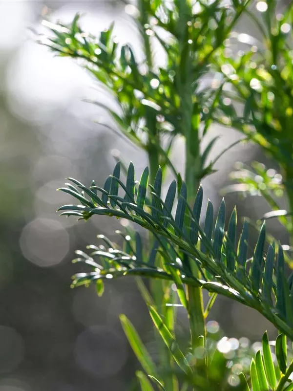 Säulen-Eibe 'Litfaß'
