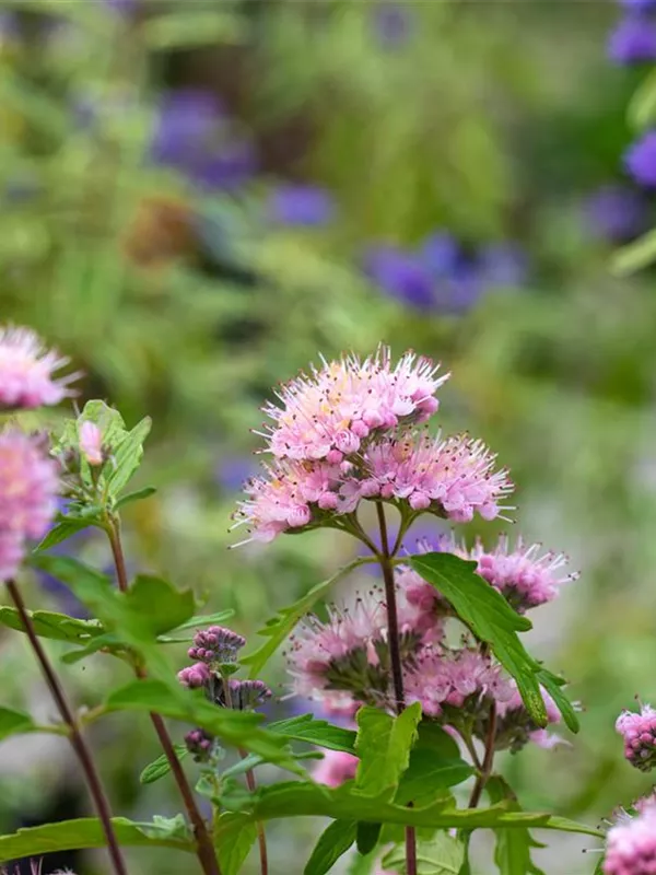 Bartblume 'Pink Perfection'