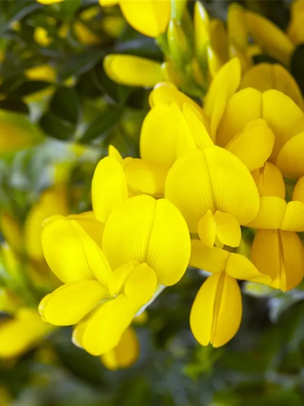 Färberginster 'Royal Gold'