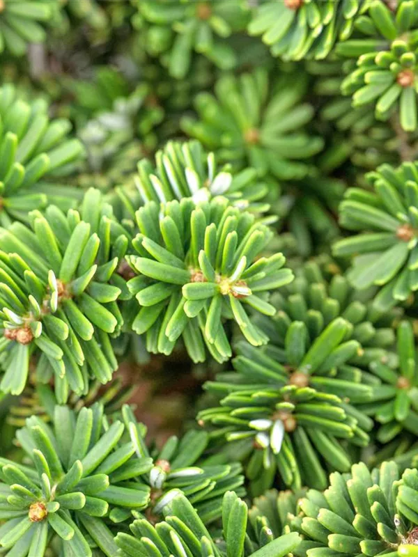 Koreatanne 'Brillant'