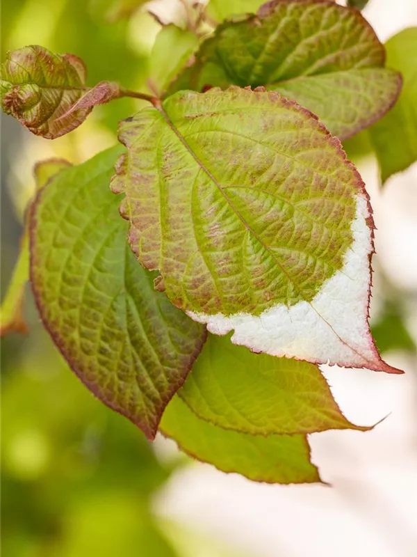 Scharfzähniger Strahlengriffel