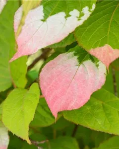 Scharfzähniger Strahlengriffel