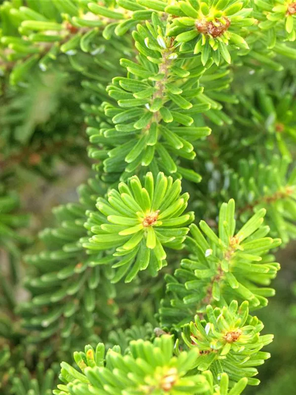 Kompakte Koreatanne 'Molli'