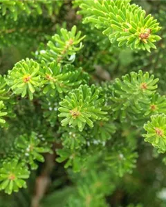 Kompakte Koreatanne 'Molli'