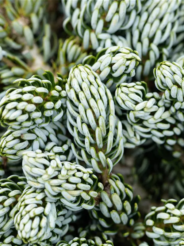 Koreatanne 'Kohouts Icebreaker'®