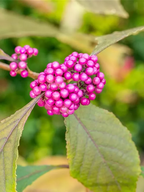 Chinesische Schönfrucht 'Profusion'