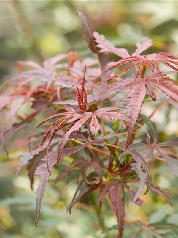 Fächerahorn 'Jerre Schwartz'