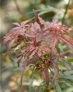 Fächerahorn 'Jerre Schwartz'