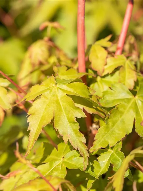 Fächerahorn 'Bi-hoo'